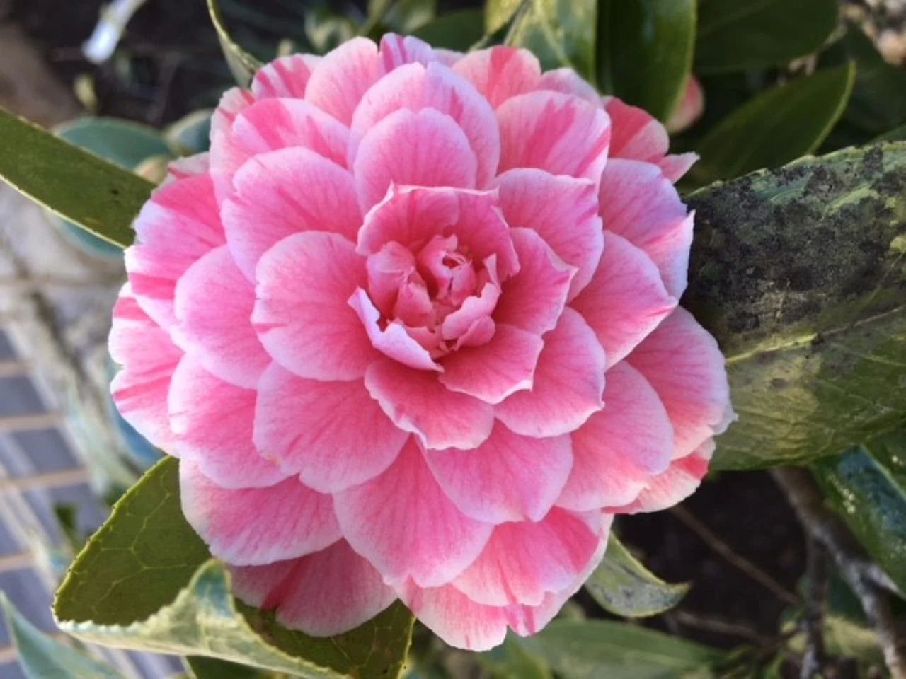 C. japonica 'Herme'